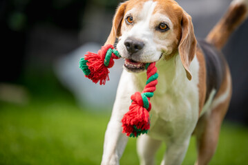 A Playful Beagle Is Excitedly Enjoying a Colorful Rope Toy While Happily Playing in the Beautiful...
