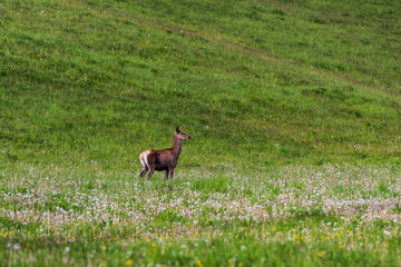 Female Deer in Mountain Meadow.  A female deer (hind) captured from the side, standing in a lush mountain meadow. The scene features vibrant green grass and a rich variety of wild alpine vegetation. 