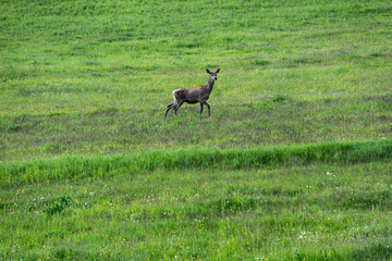 Female Deer in Mountain Meadow.  A female deer (hind) captured from the side, standing in a lush mountain meadow. The scene features vibrant green grass and a rich variety of wild alpine vegetation. 