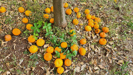 Bitter orange carries the warmth of the Mediterranean in its peel, bringing a bright orange breeze wherever it goes. Resembling an orange, citrus family, known for its for its tart, bitter taste.