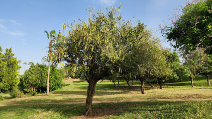 Varying-color blooming orchid tree (Bauhinia variegata) graces the city park with its delicate, vibrant flowers, while its long, bean-like green seed pods add an understated elegance to its charm.
