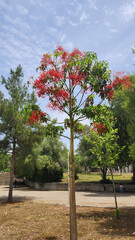 The maple-leaved flame tree (Brachychiton acerifolius) ignites hearts with its fiery crimson blossoms, painting passion across the park as wanderers fall under its enchanting spell.