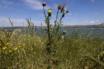 Wild Thistle and Yellow Flowers on a Windy Hillside Overlooking a Lake