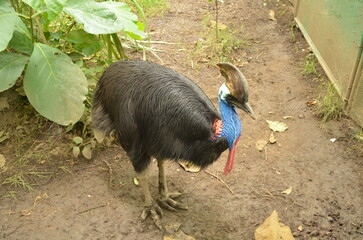 all animals that live in the zoo