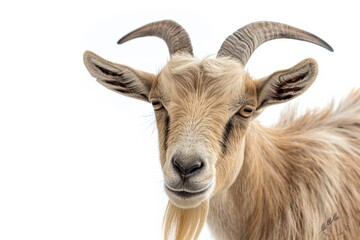 A proud goat with curved horns and a piercing gaze, its detailed fur and beard exuding a strong, calm presence and rugged charm.