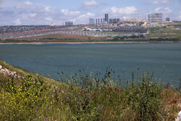Wildflowers Blooming on a Hillside Overlooking a City and Lake
