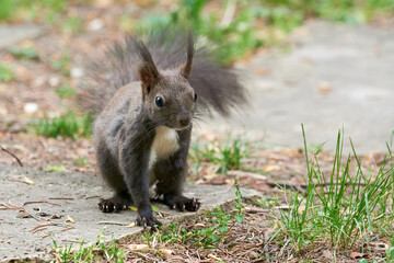 Eurasian red squirrel close-up (Sciurus vulgaris)
