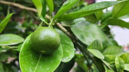 Though they will grow as large as a football, by late May, shadok fruit remains as small as a walnut, awaiting the warmth of summer to reach its full size and ripeness.