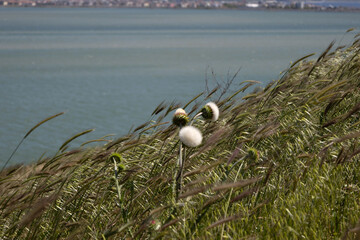 White Thistle Flowers Swaying in the Wind on a Hillside by the Lake