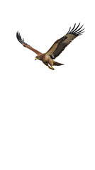Tawny Eagle Soaring Above Migrating Herds in the Ngorongoro Conservation Area, Tanzania