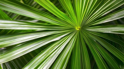 Obraz premium Close-up view of a lush tropical leaf.