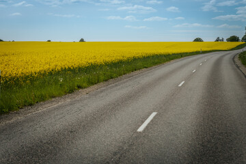 A winding rural road passes through a scenic landscape of yellow rapeseed fields and lush green...