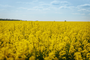 Obraz premium Tall yellow rapeseed flowers in full bloom rise toward a soft blue sky with light clouds, creating a vibrant and colorful agricultural landscape.