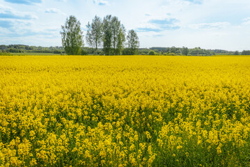 Fototapeta premium Expansive rapeseed field in full bloom under a vibrant sky with sunbeams and scattered clouds, framed by a distant line of trees.