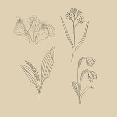 Spring flowers. Botanical illustration in linework style. 