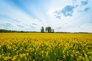 Obraz premium Expansive rapeseed field in full bloom under a vibrant sky with sunbeams and scattered clouds, framed by a distant line of trees.