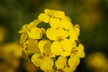 A detailed macro view of blooming yellow rapeseed flowers, showing delicate petals and stamens with a blurred green background.