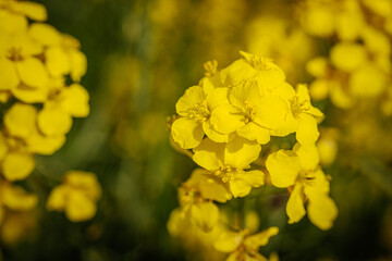 A detailed macro view of blooming yellow rapeseed flowers, showing delicate petals and stamens with a blurred green background.