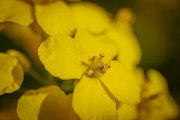 Fototapeta premium Extreme close-up of a rapeseed flower revealing vivid yellow petals and detailed reproductive structures with soft, natural lighting.
