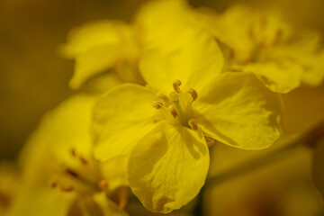 Extreme close-up of a rapeseed flower revealing vivid yellow petals and detailed reproductive structures with soft, natural lighting.