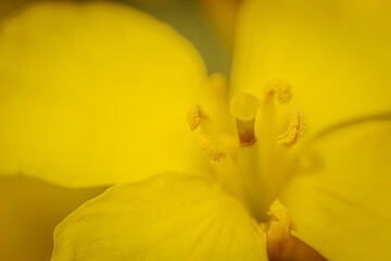 Fototapeta premium Extreme close-up of a rapeseed flower revealing vivid yellow petals and detailed reproductive structures with soft, natural lighting.