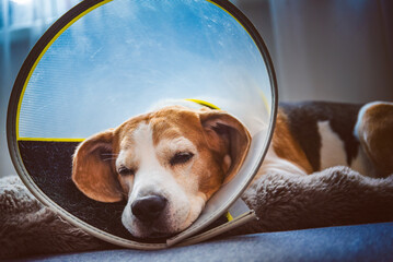A Beagle is comfortably recovering while wearing an Elizabethan collar in a warm and cozy indoor environment