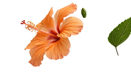 Obraz premium An isolated orange tiger lily with vibrant petals showcasing the beauty of nature in full bloom