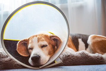A Beagle dog is peacefully resting with a comfortable cone collar following surgery in a cozy indoor setting