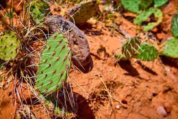 Prickly Pear Cactus and Desert Soil Close Up Eye Level View