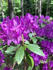 Obraz premium purple lilac flowers
