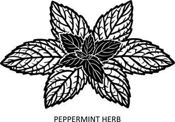 Peppermint herb floral outline drawing. Line art botanical sketch in engraving style for eco-living linocut vector