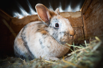 An Adorable Domestic Rabbit is Nestled Comfortably in a Cozy Hay Nest, Surrounded by a Very Peaceful and Calm Setting