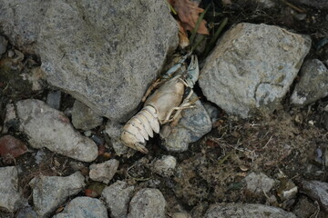 Fototapeta premium High-angle close-up view of a dead crayfish on the ground amidst rocks and debris. The crayfish is light beige in color. Its exoskeleton is visible and parts of its body are fragmented. 