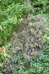 View of a dried juniper bush in a summer garden