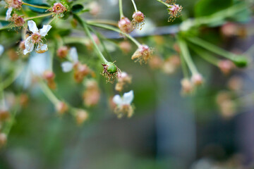 Fototapeta premium Close-up of a blooming cherry branch with small green berry buds
