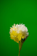 White peony flower in neon light on green background