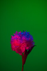 White peony flower in neon light on green background