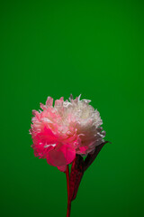 White peony flower in neon light on green background
