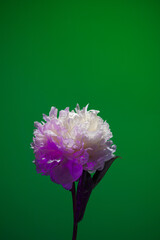 White peony flower in neon light on green background