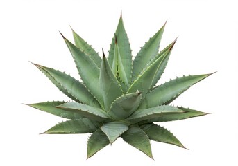 Isolated agave plant with pointy leaves on a plain white background studio shot