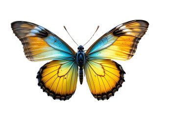 Obraz premium Butterfly flying with blue, yellow, orange wings, transparent.