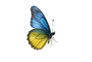 Obraz premium Blue-yellow butterfly fluttering, clear background.