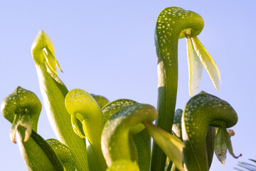 California pitcher plant, Cobra lily carnivorous