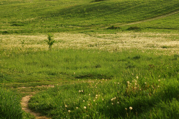 Dandelion field. Spring background with light transparent flowers dandelions