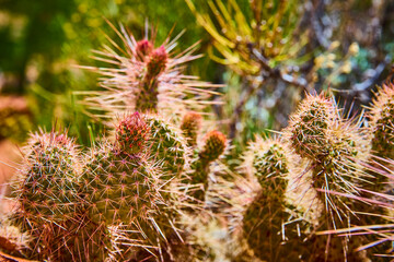 Prickly Desert Cactus Cluster with Buds and Spines Close Up Eye Level View
