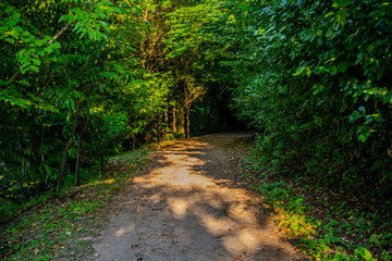 Sun-Dappled Forest Pathway Through Dense Greenery in a Peaceful Woodland Area of Başiskele, Kocaeli, Türkiye
