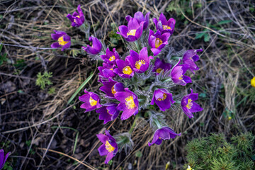 Pasqueflower blooms in Orenburg region, Russia