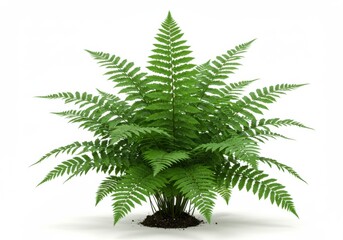 A vibrant fern plant with lush foliage against a pristine backdrop in studio shot