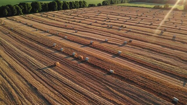Harvested Fields: Aerial view of a vast, sun-drenched agricultural field, rows of neatly baled hay stretch towards the horizon, the landscape reveals the essence of a bountiful harvest.