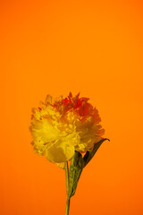 White peony flower in neon light on orange background